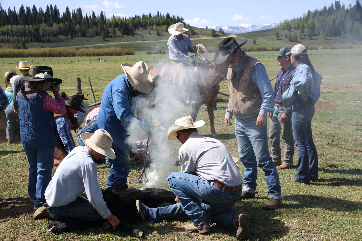 Kevin Campbell, standing at center, brands a calf with the family’s Pothook S irons.
