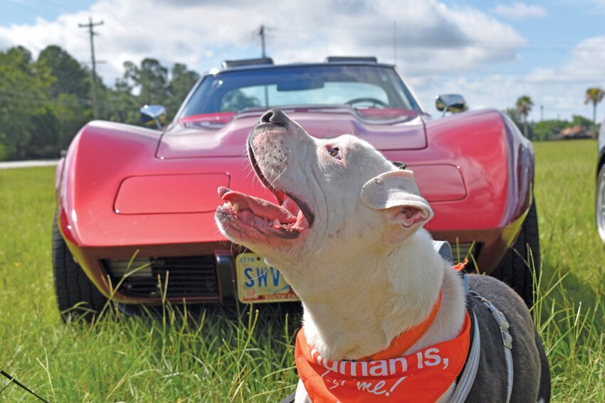 Squishy, seen above posing with a car show entry, found his forever home at the July 20 adoption event.