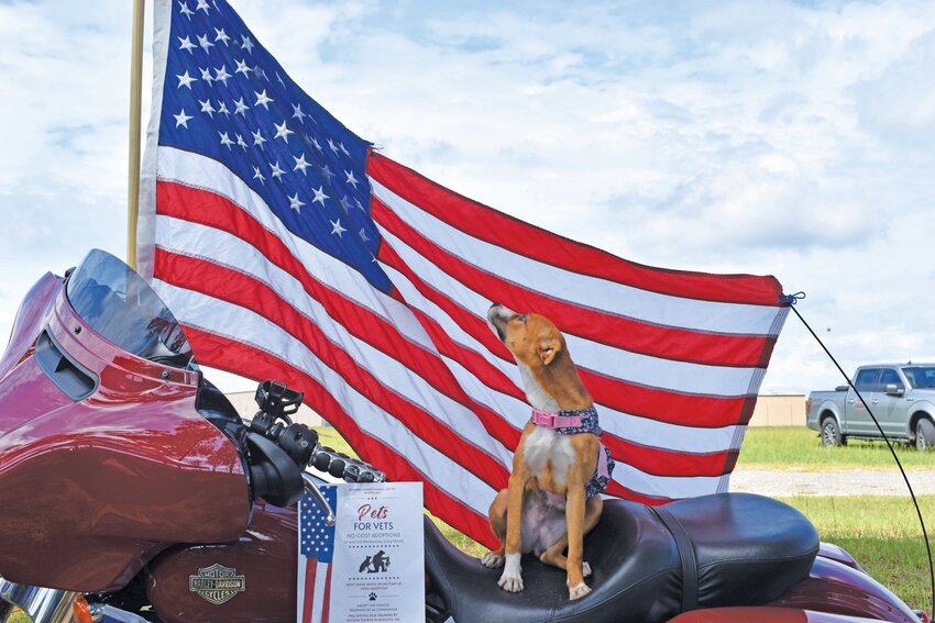 Jean waits for her forever home atop Eddie Keeney's motorcycle at the July 20 car & bike show.