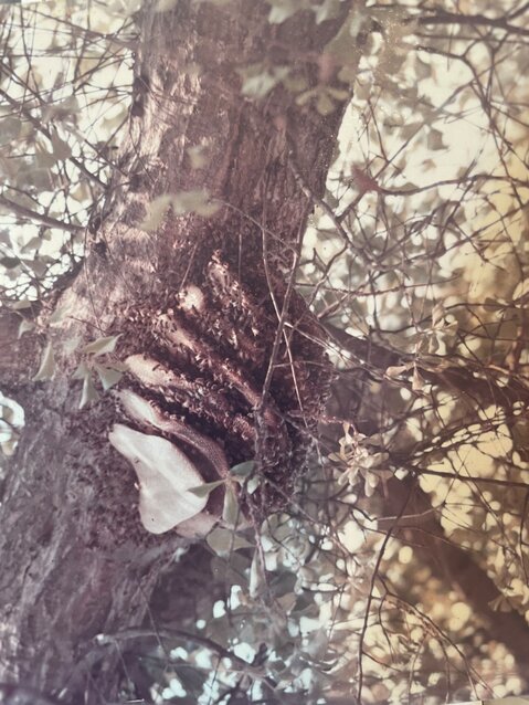 The second picture was taken by local photographer Herman Monarch of Barnwell. This features an exposed beehive in the early 1960s. At the time, this beehive was attached to a huge limb of an oak tree hovering above Highway 78 in Blackville. On several occasions children borrowed this photo to assist with their science projects.
