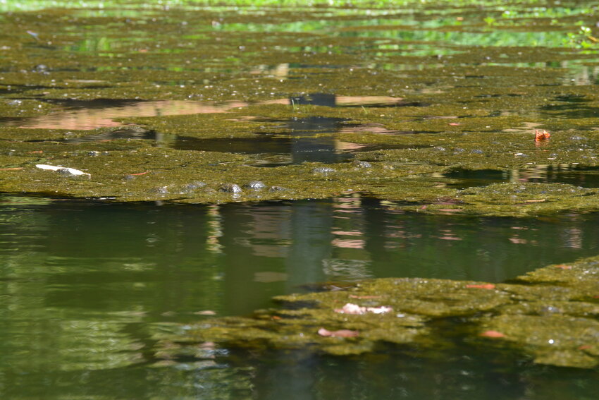 Algae buildup on the surface of Lake Edgar Brown.