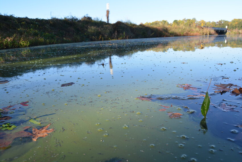 Extreme heat from climate change has exacerbated toxic algae blooms, which thrive in hotter waters.