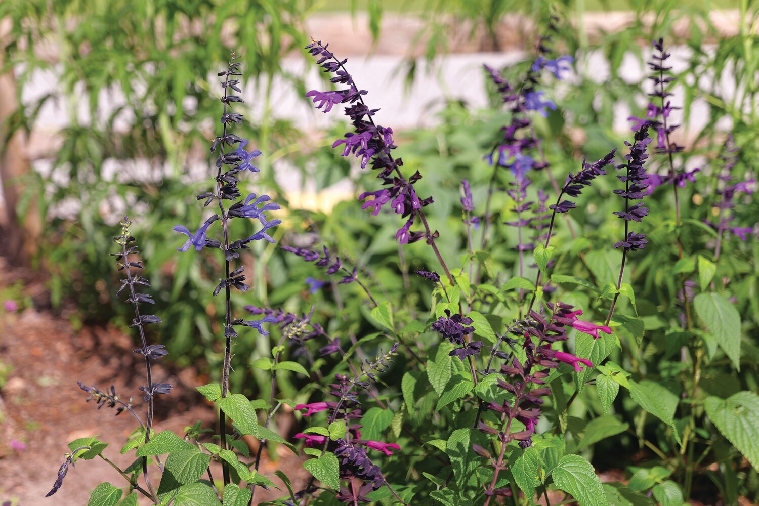 Salvias are a surefire way to draw pollinators to your garden - Pointe Coupee Banner