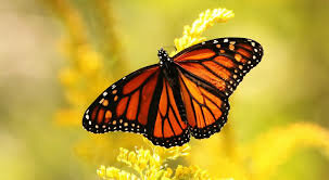 The Goodrich City Council approved a Monarch butterfly waystation Thursday at their regular meeting for October.