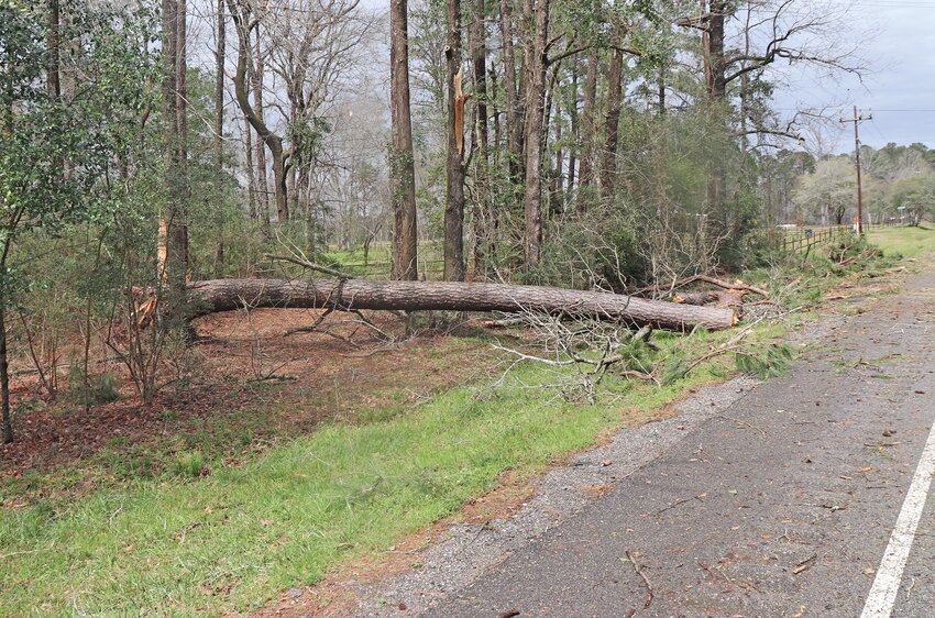 Snapped pine trees were the result of the tornado that touched down in Tyler County last Tuesday.