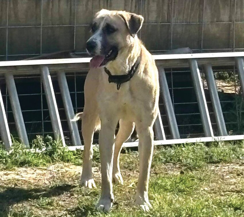 Ringo is a 1 ½-year-old Anatolian shepherd mix and is ready for adoption.