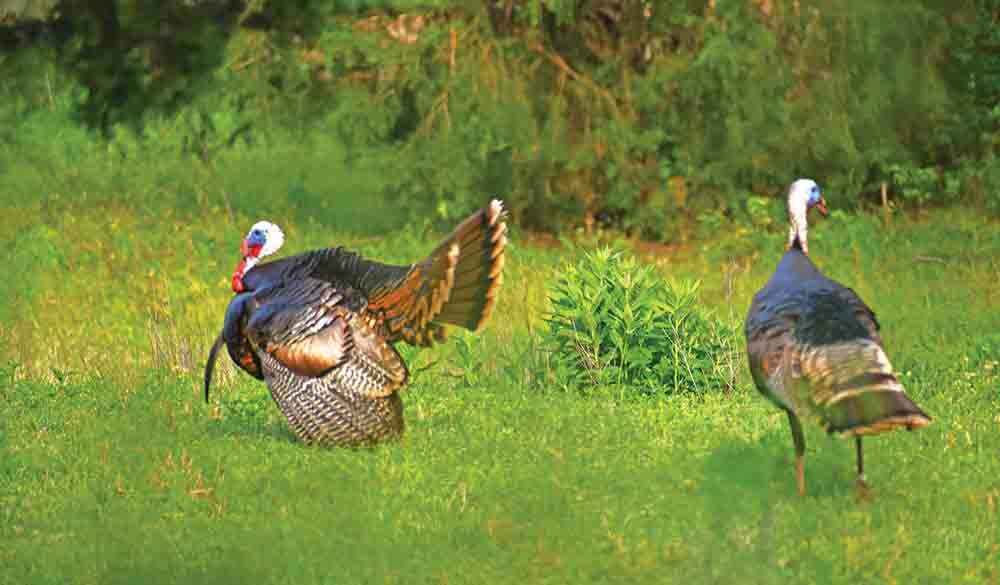 Luke captured this image last week close to home during a spring turkey ‘hunt’ with his Nikon camera. Photo by Luke Clayton