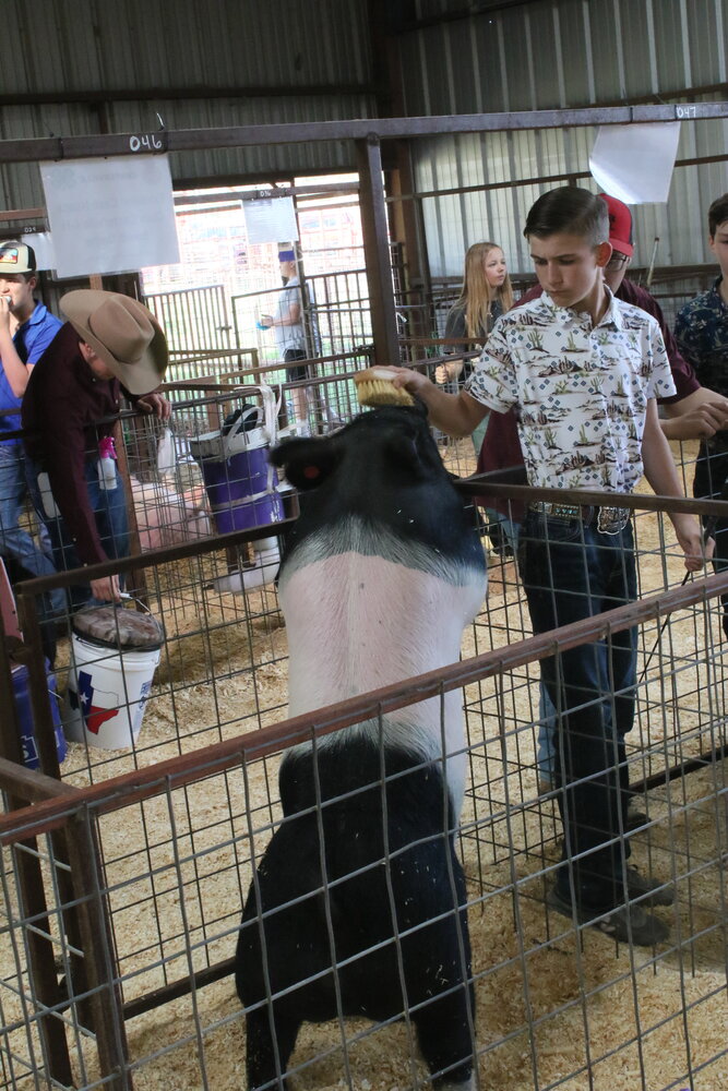 An exited pig looks for attention during the Youth Livestock Sale.
