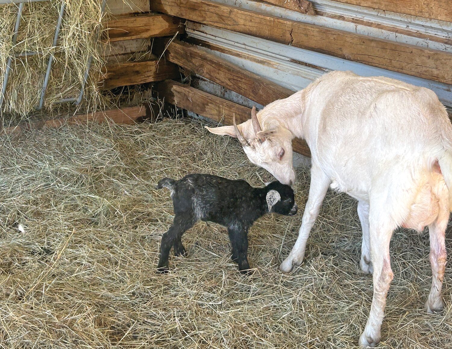 When Evie woke up from her nap wanting some lunch, Mama was nowhere to be found and the torrential rain falling on the barn roof was loud – and for a baby goat, scary.
Mama goat Lily nuzzles her kid Evie. 
Photos by Janice R. Edwards.