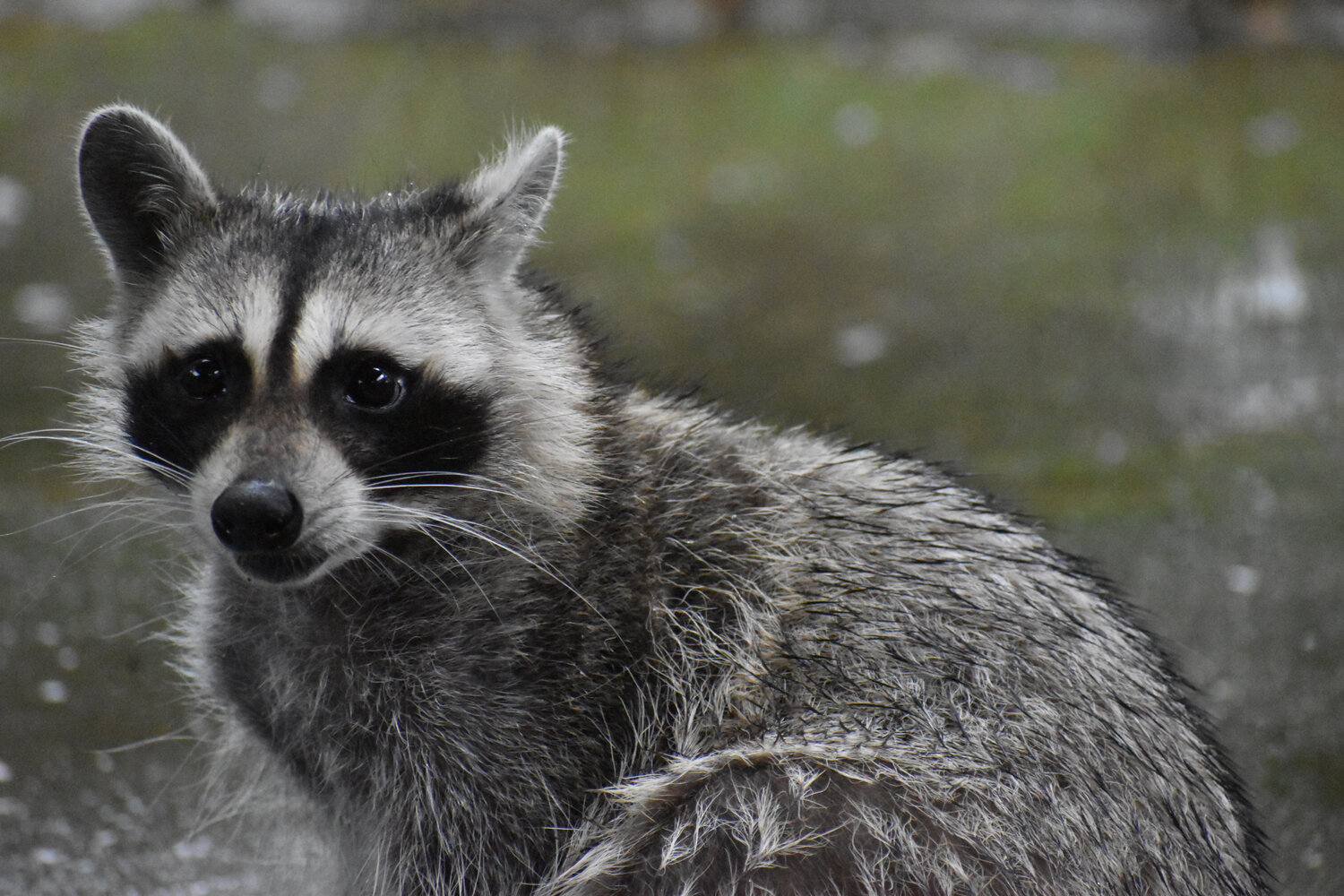Raccoons are cute little critters when coming to the back door to clean up a cat or dog feeding bowl but in the wild, they are very efficient predators. When their numbers get out of control, they can do great damage, especially to ground nesting birds. Photo by Luke Clayton
