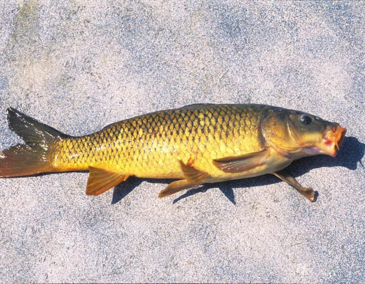 Rule changes put forth for uses of grass carp, common carp, including as live  bait