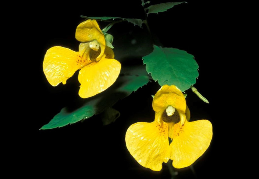 Jewelweed  is one of Missouri's native plants people will be able to learn about at a Missouri Department of Conservation (MDC) program on June 10 at&nbsp;MDC's Springfield Conservation Nature Center.