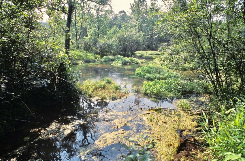 A healthy riparian corridor for a Missouri stream consists of an abundance of mature trees mixed with a dense vegetation.