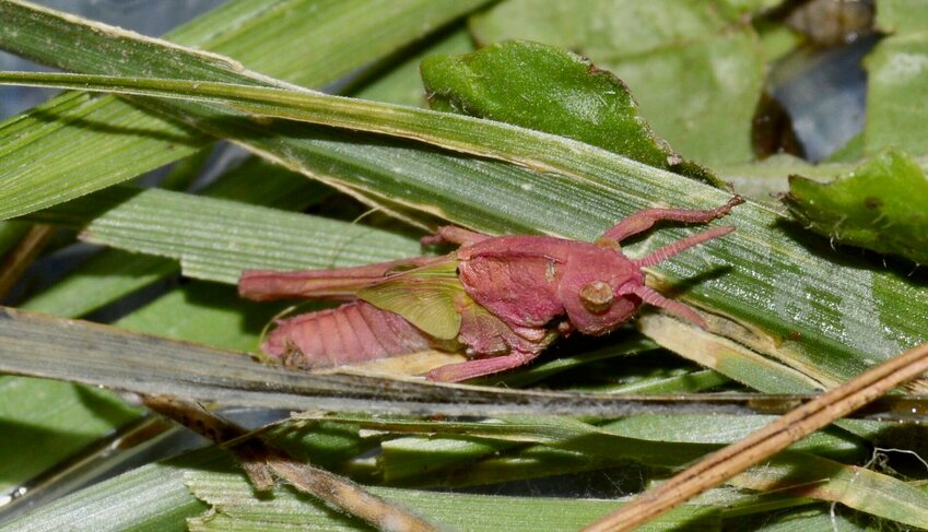 A very rare pink grasshopper, named &quot;Timmy&quot; by finder Jaylee Jenkins of South Fork, was captured Saturday at her grandparents' farm in South Fork. Jenkins is caring for the tiny insect by feeding it grass and leaves and putting a little bit of water in its container. Finding a grasshopper with this color is unusual, Jenkins said, because its bright markings make it an easy target for birds to find and eat.