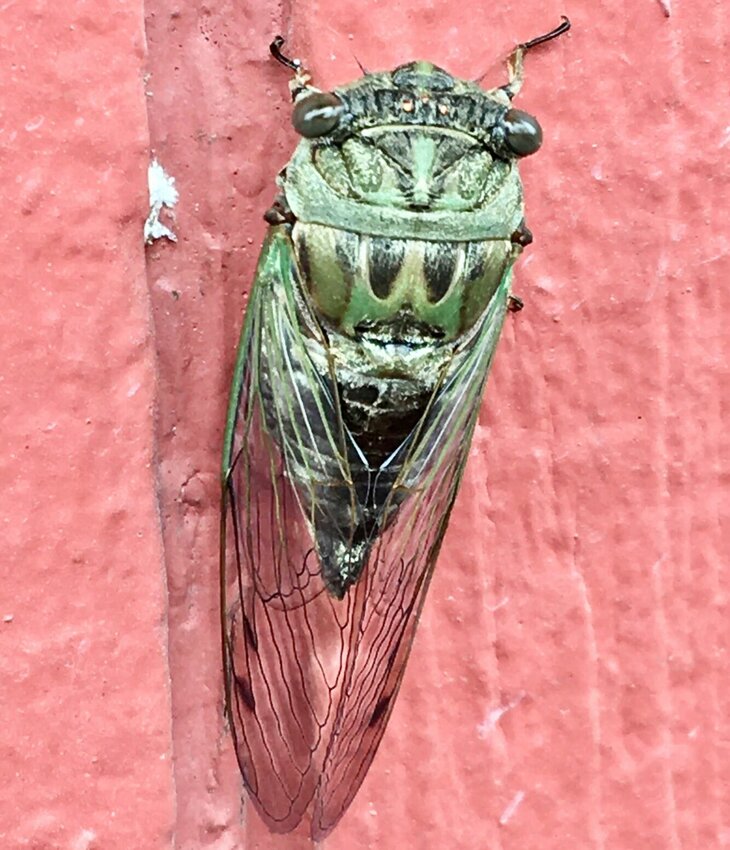 This Walker's cicada is one of several annual cicadas that hatch yearly and are native to Missouri, and one of the largest and loudest species of cicada, according to the Missouri Department of Conservation (MDC). It emerged from its nymph stage overnight between Saturday and Sunday, leaving a distinctive brown empty shell on the wall nearby, a sight likely familiar to many homeowners and bug enthusiasts. Cicadas spend most of their lives underground as nymphs, only living as adults for a few weeks after they emerge in July and August.