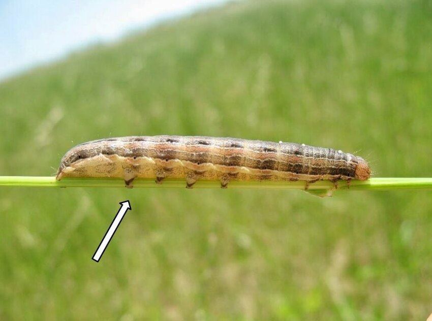 True army worm can be identified by the orange stripes that run horizontally across the body and dark triangular spots on the prolegs, the &ldquo;legs&rdquo; caterpillars use to grip a surface such as a twig, rather than to walk.