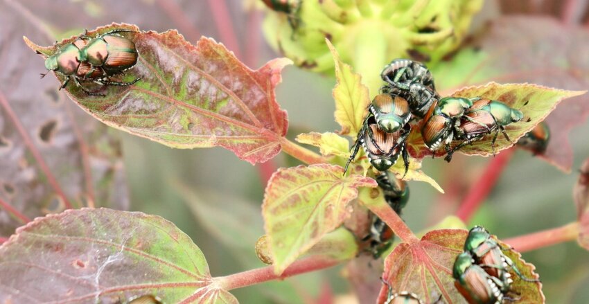 Japanese beetles are on the rise in Missouri gardens. They tend to favor certain plants, including hibiscus (rose of Sharon), rosebushes and hollyhocks. They can quickly defoliate plants.