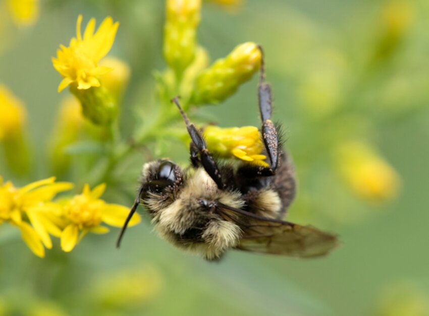 People can learn about the benefits provided by bumblebees (pictured above) and other native bee species at an Aug. 1 MDC virtual program.
