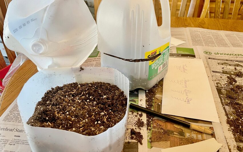 Cleaned plastic jugs can be prepared for starting seeds. Discard the cap and punch drain holes in the bottom of the jug before filling with a good-quality potting soil and planting seeds