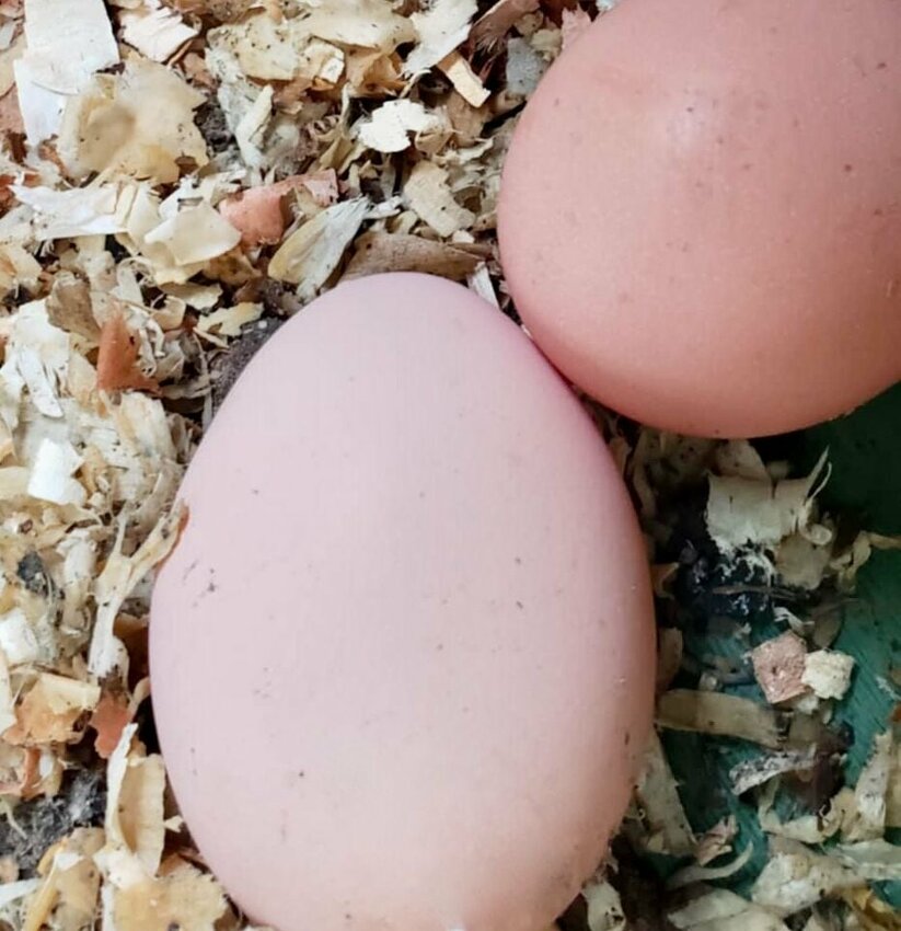 Farm-fresh eggs are just one reason households looking to sustainable living through homesteading practices choose to have backyard chicken flocks. Quill staffer Abby Hess reports her flock of four hens lay a little over a dozen and a half eggs a week, more than enough to feed her household of two -- and the cost to her is minimal. Hess feeds the hens layer feed and table scraps in addition to letting the birds free range supervised around the yard, where they can forage for plants and insects to their liking. A 50 pound bag of layer feed lasts her chickens about 3 months, she says.