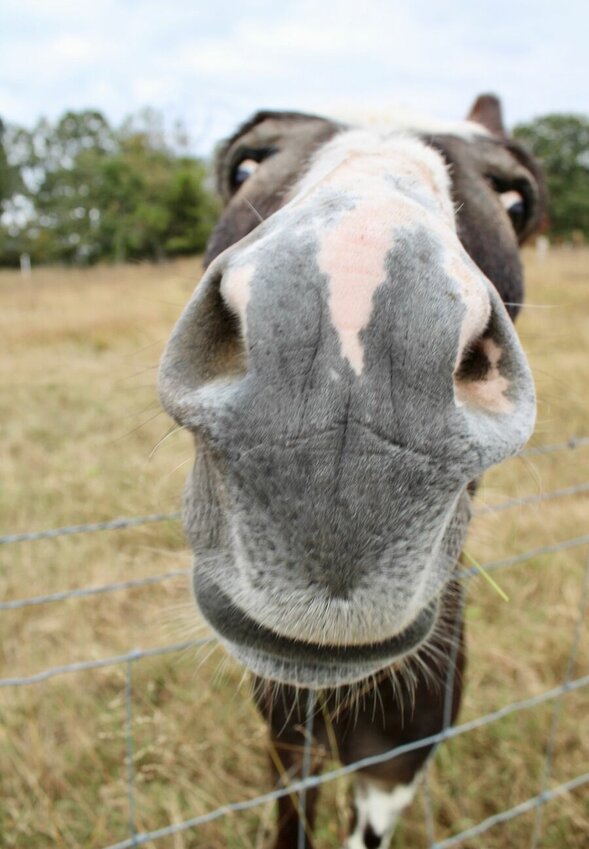 McWilliams Pumpkin Patch has common Ozarks livestock animals like donkeys, pigs, goats, chickens and cattle, plus exotic species like zebras, ostriches and camels. The agritourism destination is open each year in October after the pumpkin harvest is ready.