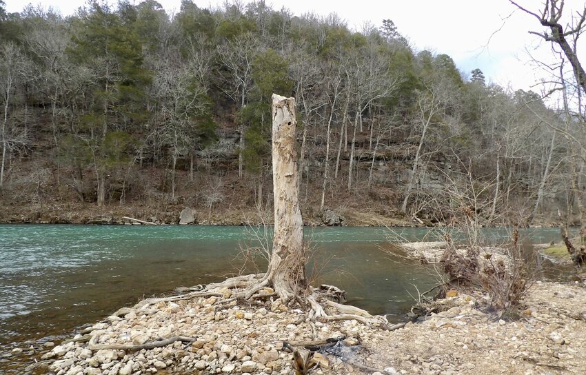 The Eleven Point River near Alton is a popular destination for anglers looking to catch smallmouth and largemouth bass and goggle-eye. Walleye of 5 to 10 pounds, or larger still, may be caught by the more persistent fishers, according to the Missouri Department of Conservation. But columnist David Woods has his eye set on a different prize: He comes here to sport fish for red orse and other suckers.