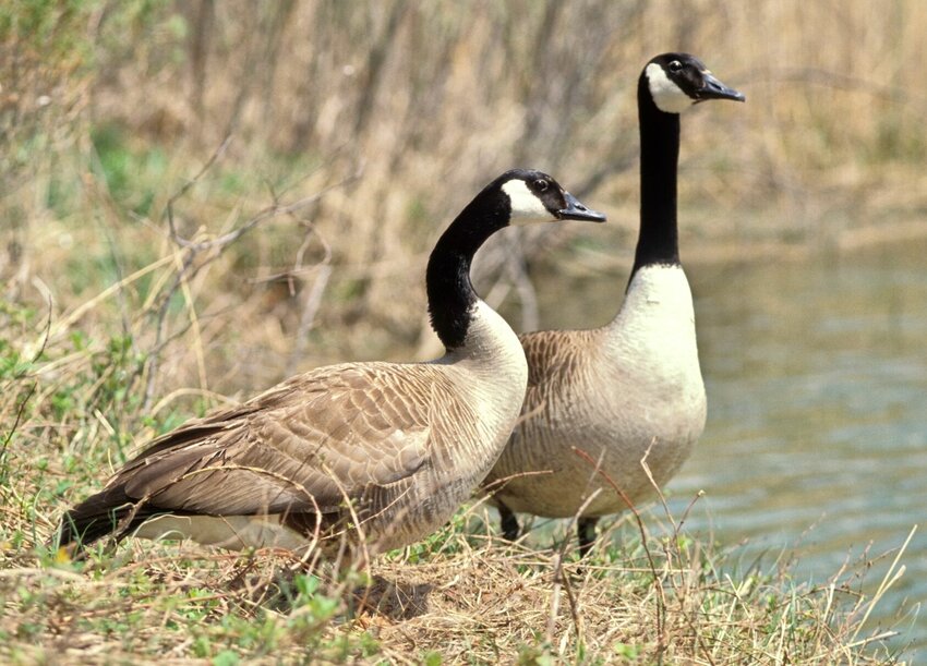 Canada geese, like these shown here, are excellent foragers, able to find themselves a nutritious meal. Feeding them carbohydrate-heavy foods such as bread and crackers puts them at risk of developing health ailments like angel wings and soft bones, endangering their survival in the wild.