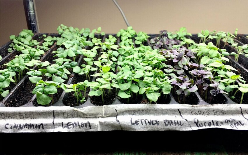Get a head start on the gardening season by planting vegetable and flower seeds indoors.