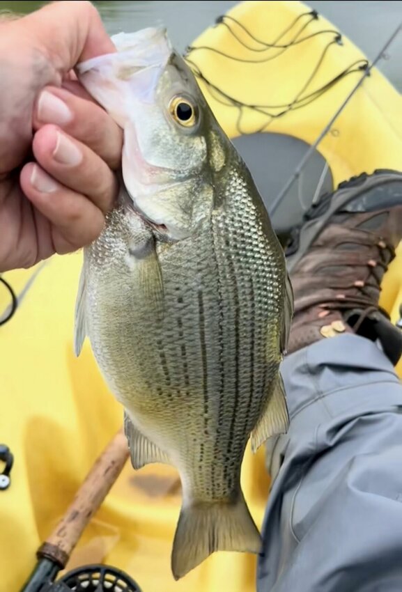 White, striped and hybrid bass, like this one caught by columnist David Woods, make for wonderful sport fish partly because they are available to more anglers than most other fish, he says.