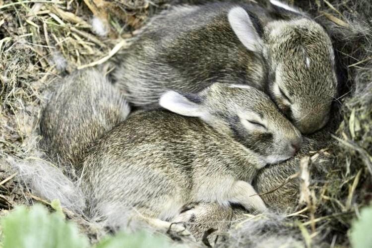 MDC officials ask people to &quot;leave wildlife wild&quot; by not interfering with newborn or young animals, such as baby rabbits, because it can do more harm than good. Rabbits seldom survive in captivity and can actually die of fright from being handled.