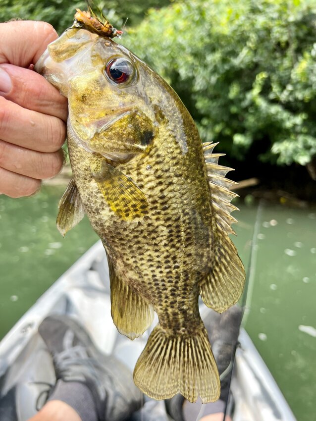 Rock bass are not the ferocious fighters that smallmouth are, but what they lack in size they make up for in fun, says columnist David Woods.