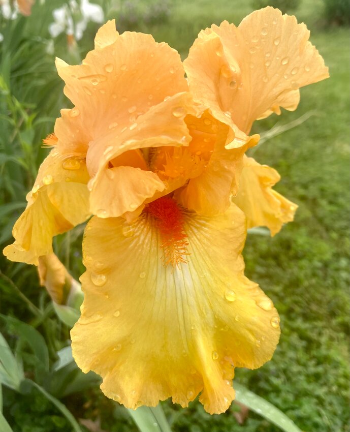 Iris are the trumpets of early spring color, coming in a variety of colors. &ldquo;A gardener can enjoy a remarkable range of colors and a bloom season that extends for weeks,&rdquo; said David Trinklein, University of Missouri Extension state horticulturist.