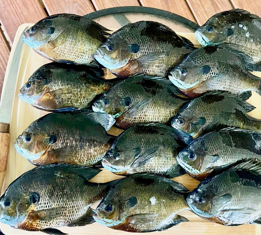 Bluegill, while tricky to find, are plentiful right now, and among the tastiest of all fish, says columnist David Woods.
