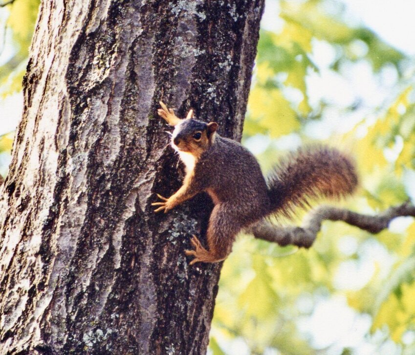 Fox squirrel