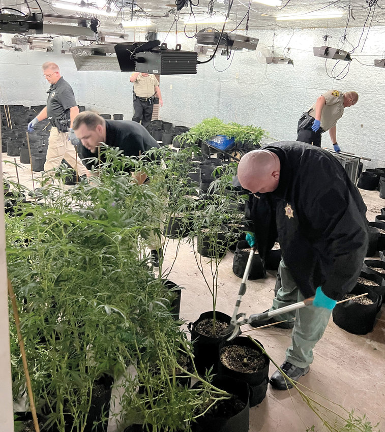 McClain County Sheriff Deputies going through the illegal marijuana growing facility in Blanchard last week where over 1,800 illegal plants were confiscated.