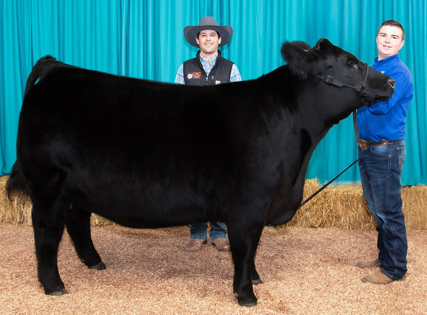 Chase Anderson showed the Grand Champion heifer in the Purcell Livestock Show. His premium at the Bonus Auction was $2,100 purchased by Northcutt Greenlawn Nursery.