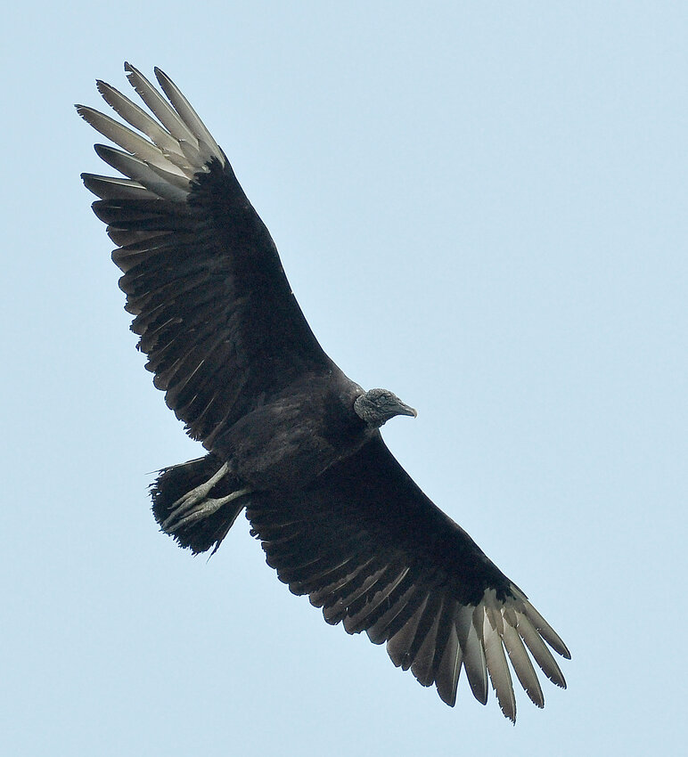 A black vulture glides through the air high above the ground while searching for its next meal. Although they mainly feed on carrion, they have been known to kill live prey too.