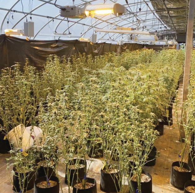 Agents recovered 9,143 marijuana plants in the raid Monday.
