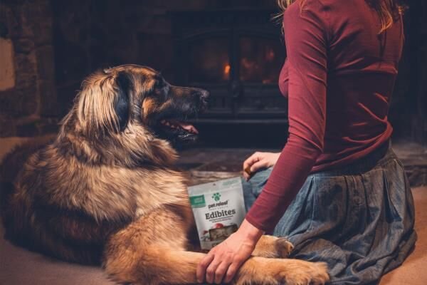 5 Ways to Show Your Pet You Care This Holiday Season