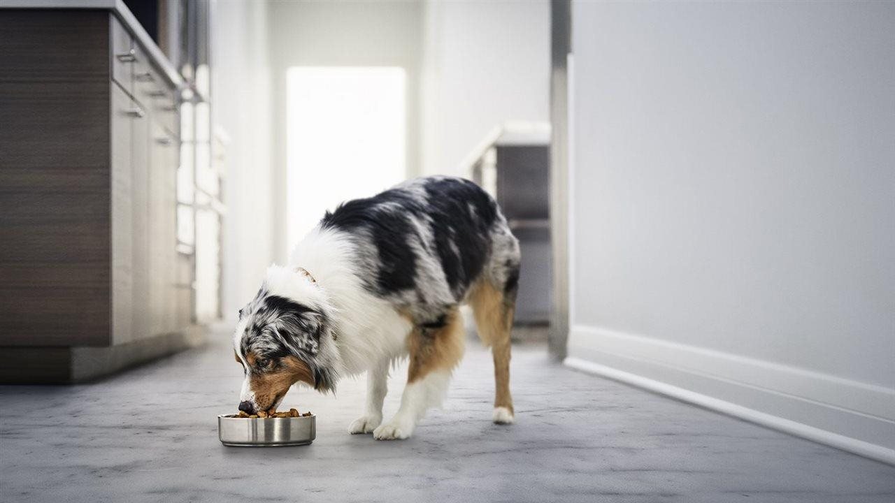 How probiotics can support your pet’s health