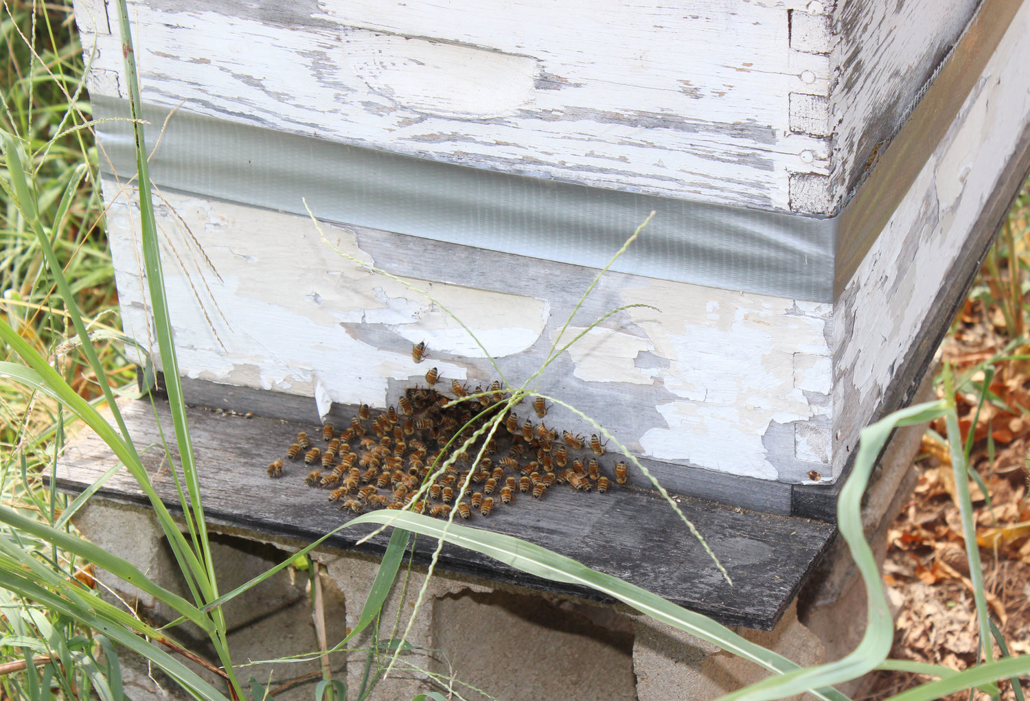 Bees-ness is booming - Purcell Register