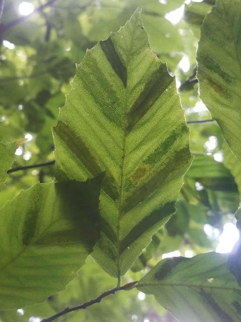 Striping from beech leaf disease.