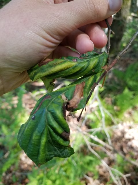Advanced symptoms of beech leaf disease.