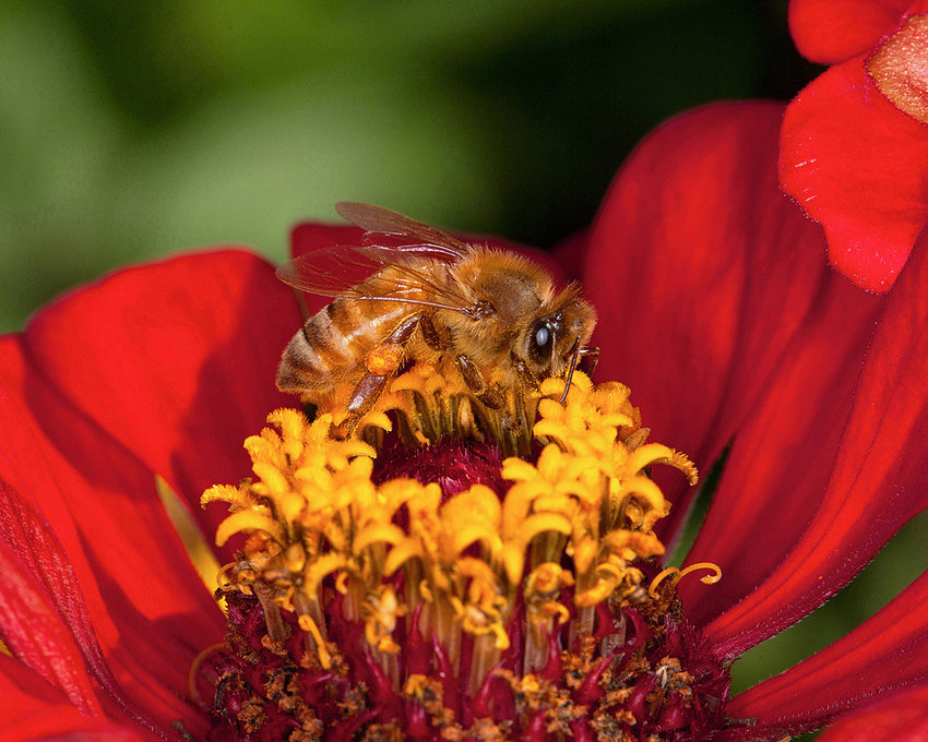 This honey bee is doing well, unlike some of its kind.