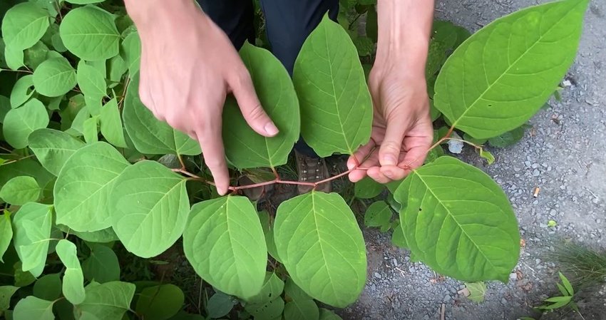 A close-up of the insidious and ubiquitous Japanese knotweed.
