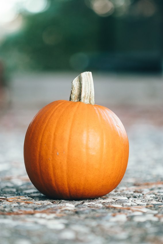Pumpkins are waiting for you. Think pie or pumpkin stew.