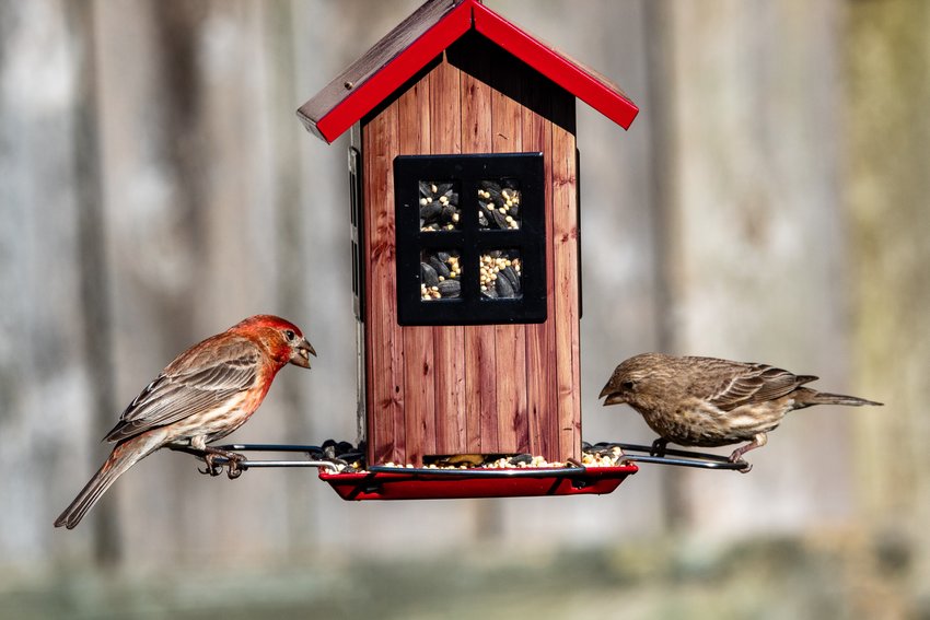 Maybe it won't look like this one, but you can learn to make your own bird feeder at a PEEC workshop on December 17.