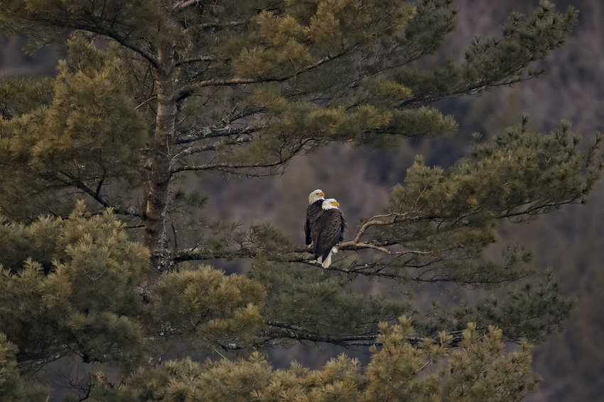 Two eagles watch the Upper Delaware River valley in "Pair in a Pine," by David B. Soete.