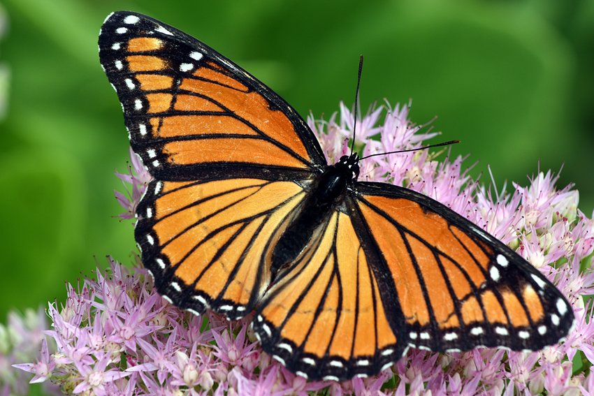 It's time to find new trees and shrubs for your home. There are many to choose from, including butterfly-focused packets of seedlings.