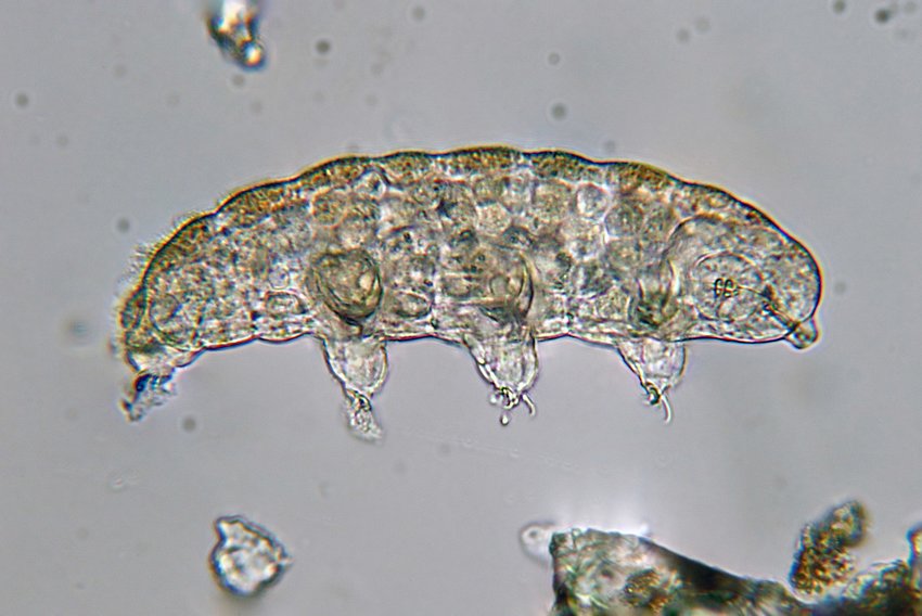Some think the tardigrade looks like a gummy microorganism. Public domain photo, CC by 2.0, creativecommons.org/licenses/by/2.0.